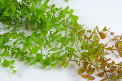 Immagine di PIANTA RAMPICANTE ARTIFICIALE DECORATIVA 