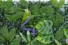 Immagine di PANNELLO DECORATIVO EFFETTO PIANTE BOSCO MONSTERA FIORI BIANCHI LAVANDA 