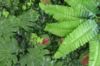 Immagine di PANNELLO DECORATIVO EFFETTO PIANTE BOSCO EFFETTO  FIORI ROSSI