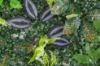 Immagine di PANNELLO DECORATIVO EFFETTO PIANTE BOSCO EFFETTO FELCE FOGLIE VIOLA/VERDE