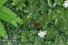 Immagine di PANNELLO DECORATIVO EFFETTO BIANTE BOSCO FIORI BIANCHI E BACCHE 