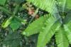 Immagine di PANNELLO DECORATIVO EFFETTO PIANTE BOSCO FELCE MONSTERA FOGLIE ROSSE 