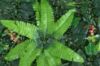 Immagine di PANNELLO DECORATIVO EFFETTO PIANTE BOSCO FELCE MONSTERA FOGLIE ROSSE 