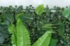 Immagine di PANNELLO DECORATIVO EFFETTO PIANTE BOSCO FELCE MONSTERA FOGLIE ROSSE 